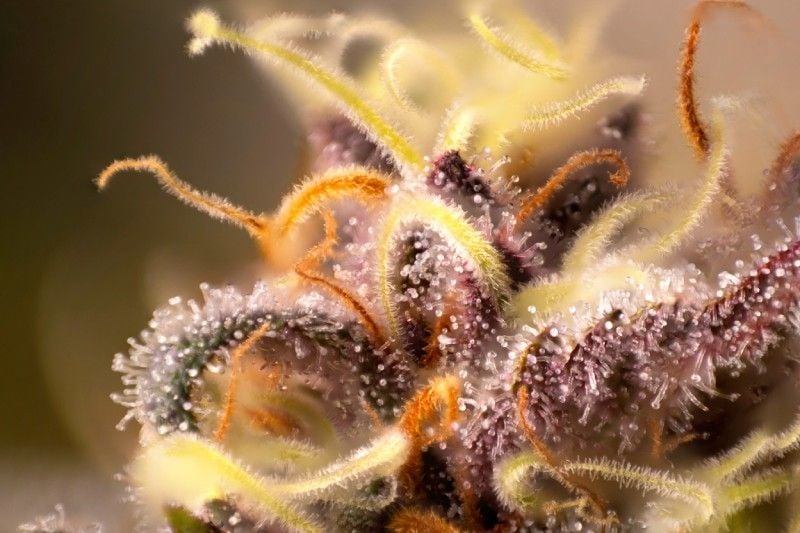 Does Trimming Cannabis Affect Weed Smell? Does Trimming Cannabis Affect Weed Smell?